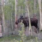
 / Moose